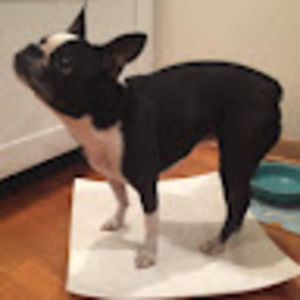 Meet your Posher, Dave